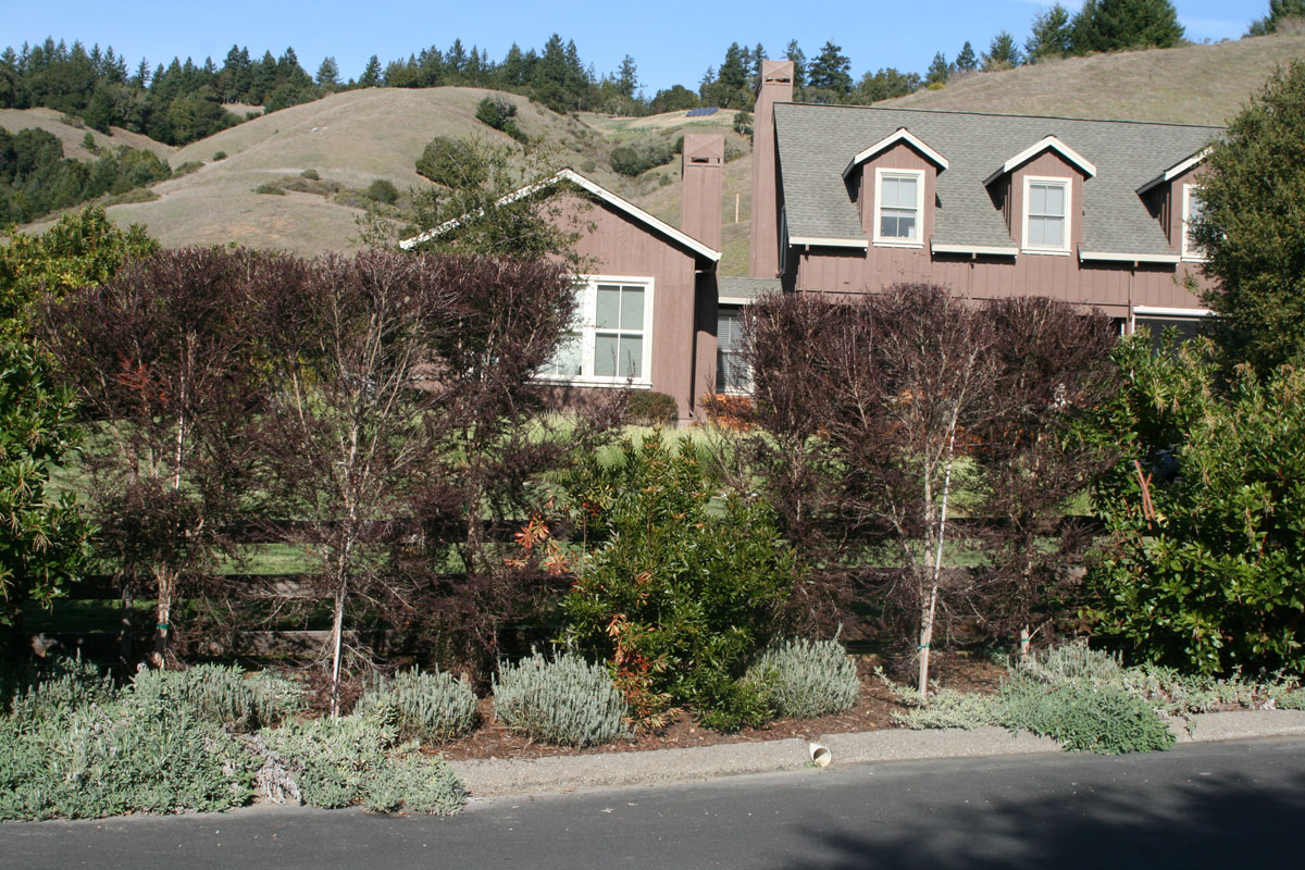 Residential Landscape