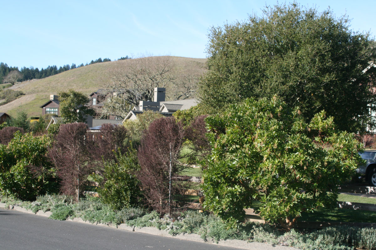 Residential Landscape