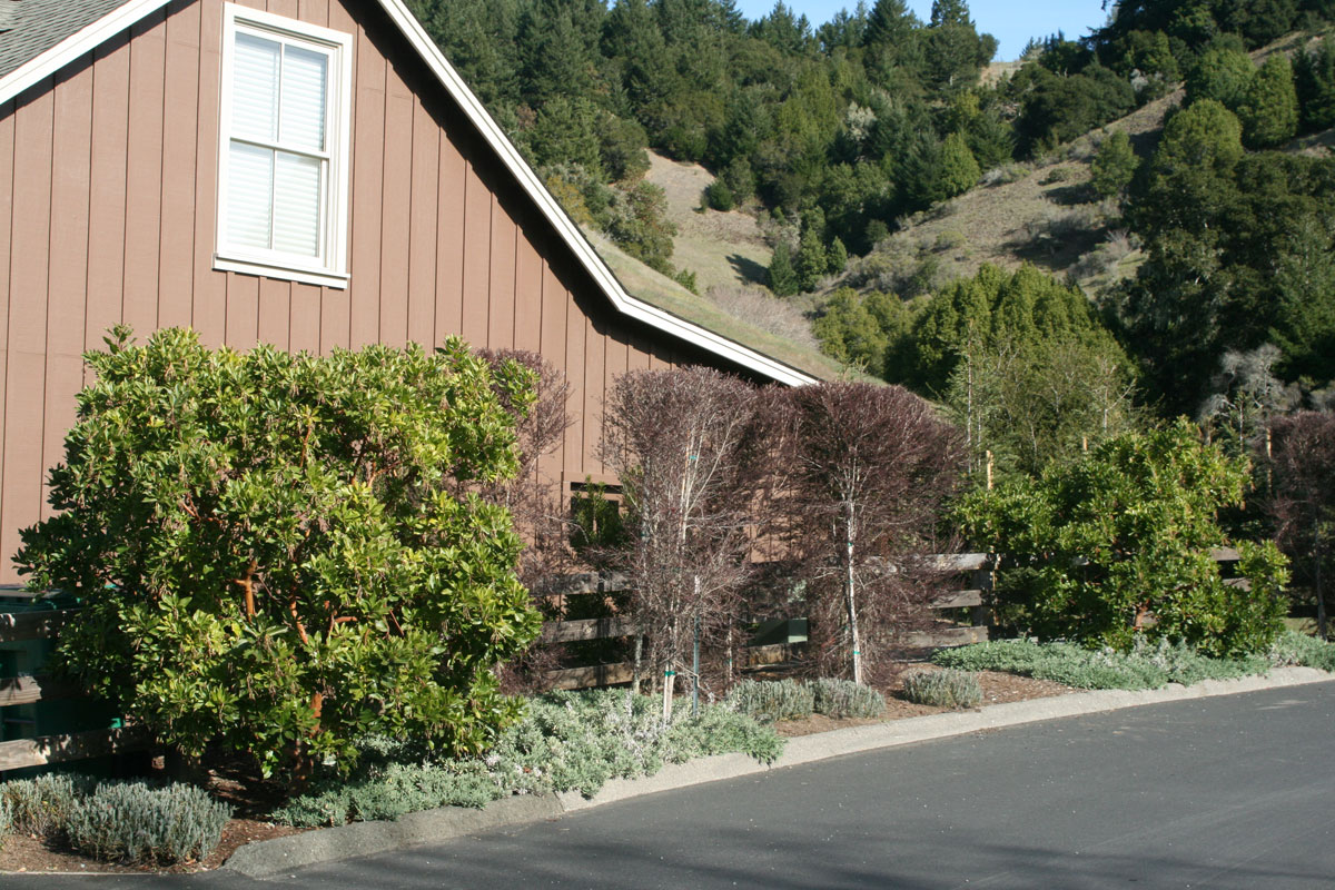 Residential Landscape